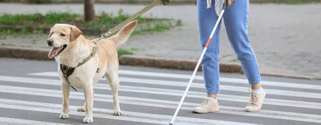Pies dla niewidomych cena – ile naprawdę kosztuje szkolenie psa?