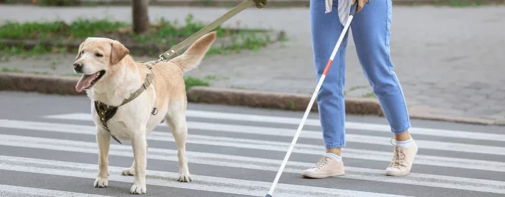 Pies dla niewidomych cena – ile naprawdę kosztuje szkolenie psa?