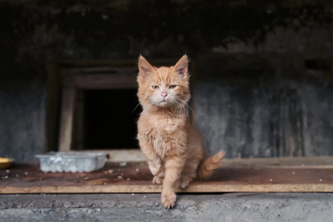 Jak przygotować się na adopcję kota? Czy to wymagające zwierzę?